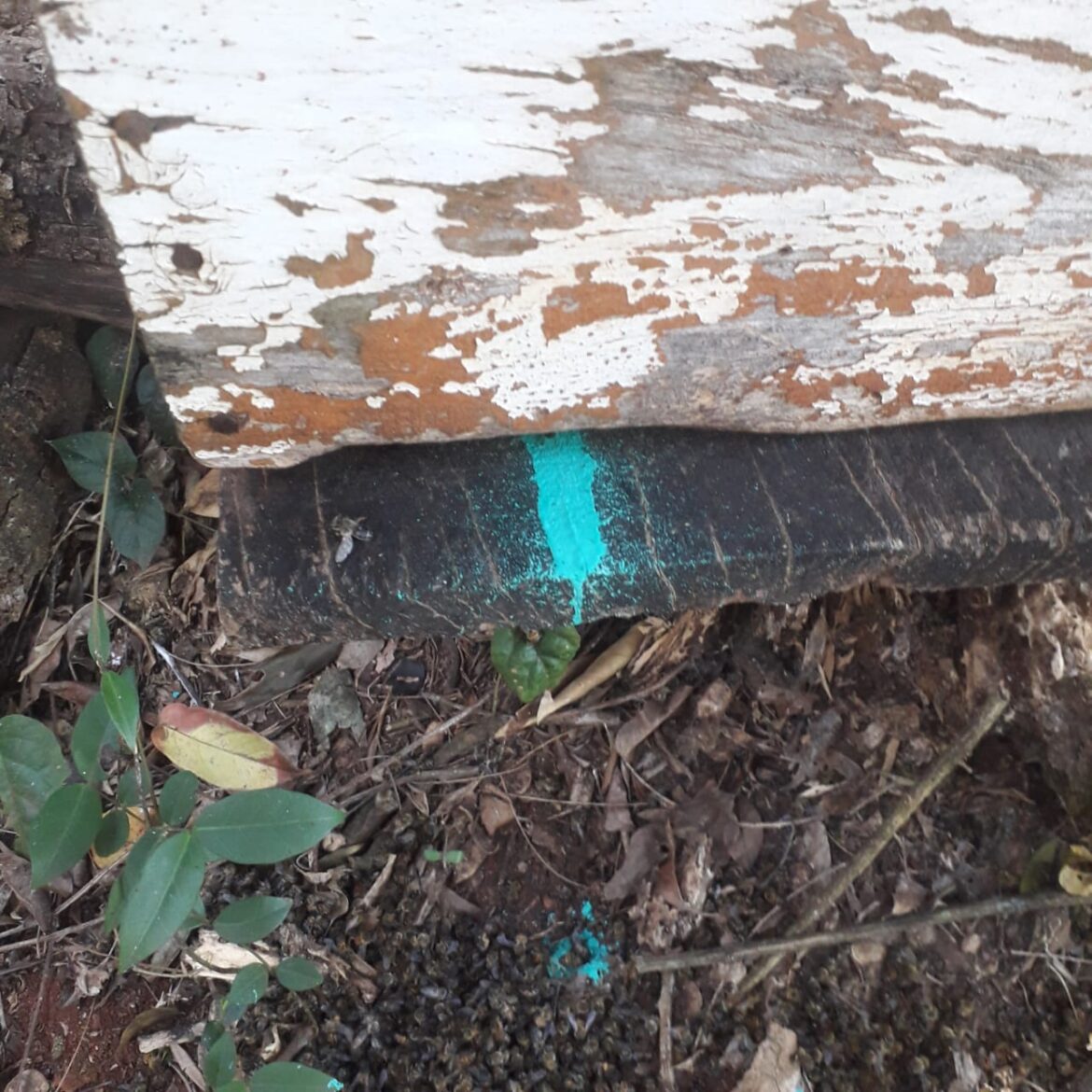 Envenenamento de apiário está sendo investigado em Sarandi