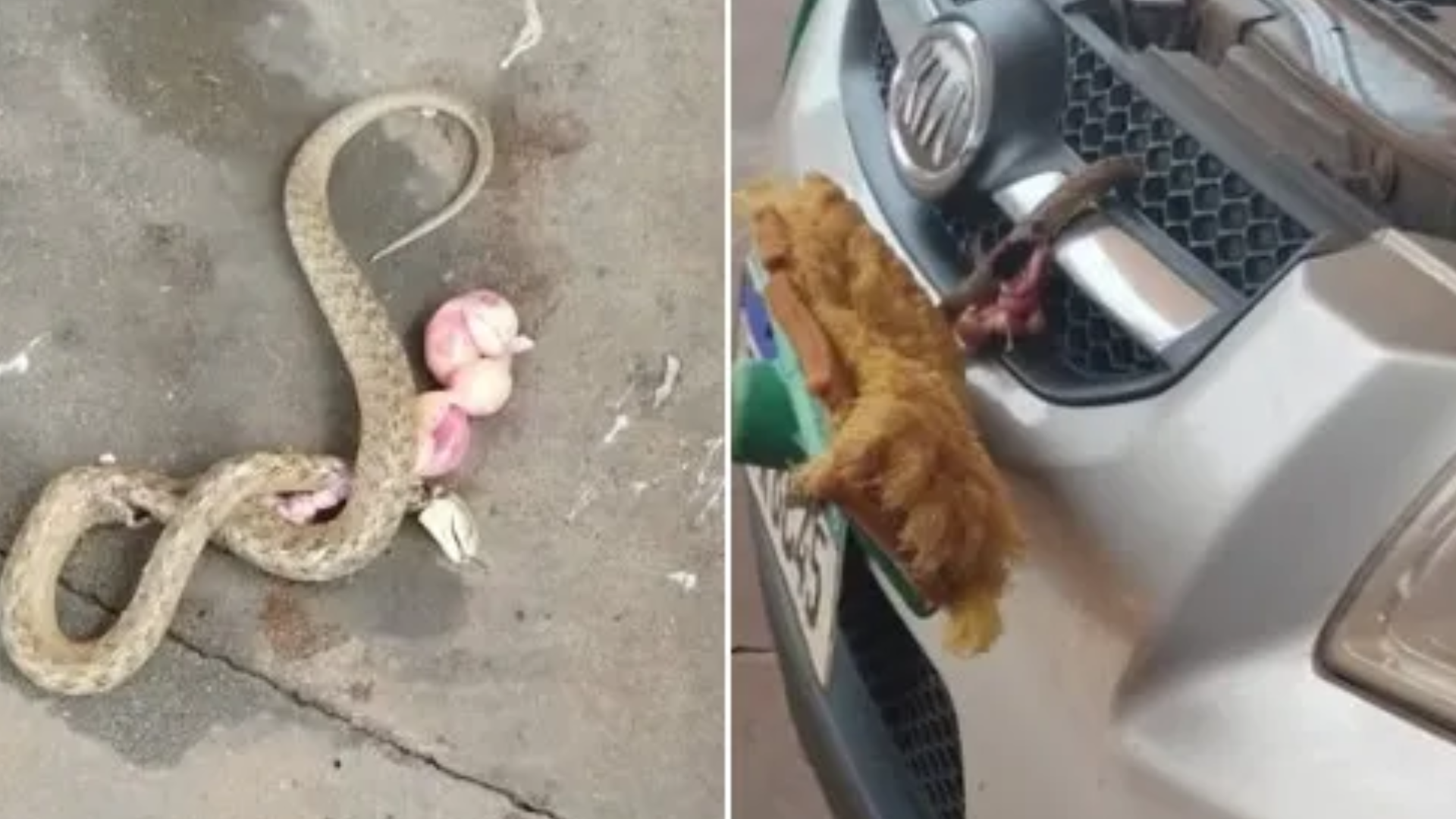 Santo Augusto: Frentista vai conferir o motor de carro, e quase é picado por cobra