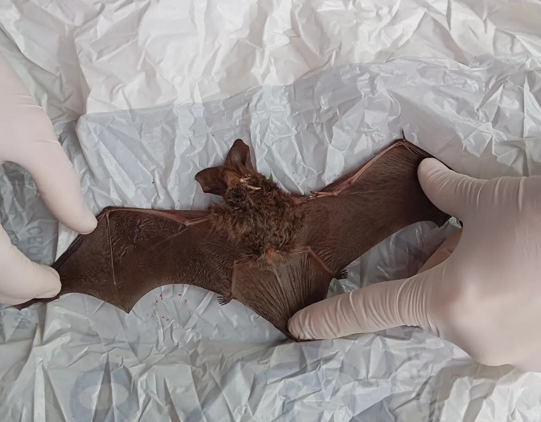 Criança de 9 anos é mordida por morcego enquanto brincava em Santa Catarina