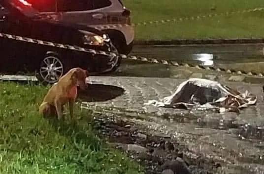 Cachorro espera ao lado de homem atropelado em Criciúma
