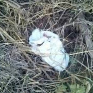 Casal é flagrado abandonando feto em frente de residência em Santa Catarina