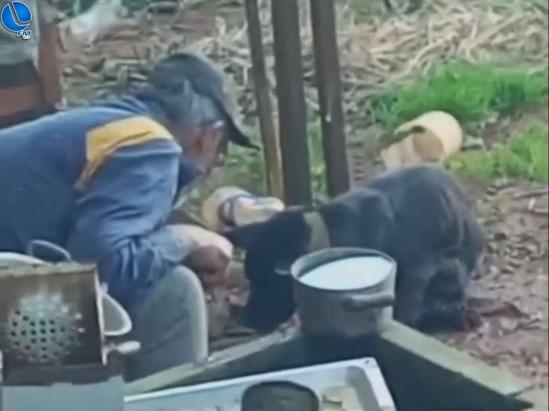 Homem é preso por cortar patas de cadela em Caseiros