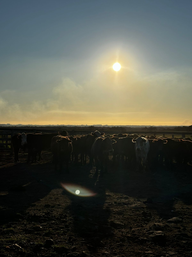 Bovinos furtados na região são recuperados em operação de combate ao crime rural
