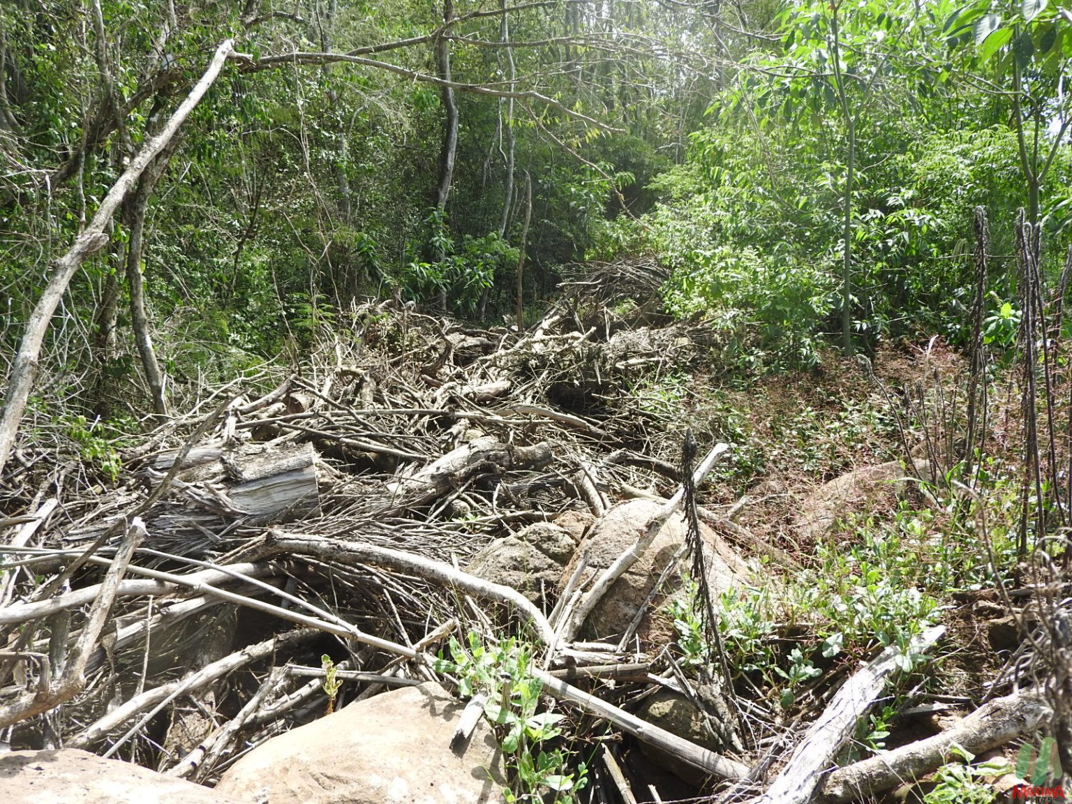 Batalhão Ambiental flagra desmatamento ilegal no interior de Sarandi